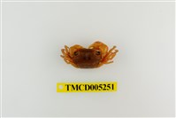 藏品(肥胖後相手蟹)的圖片